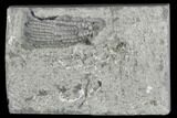Bargain, Crinoid (Pachylocrinus) Fossil - Crawfordsville, Indiana #130161-1